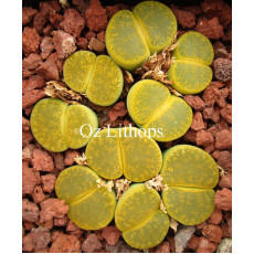 Vivid Green - seed